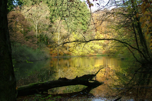 Le sentier de la réserve naturelle Ellergronn