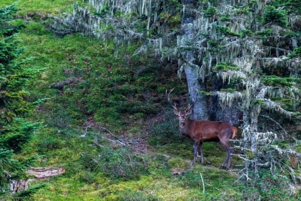 Cerf dans la vallée