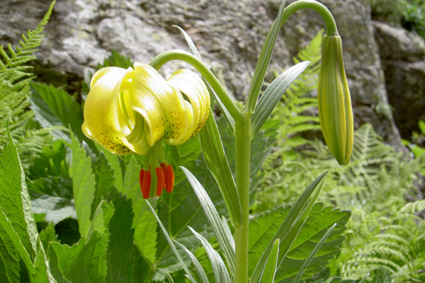 Flore des pyrénées lors de randonnées accompagnées
