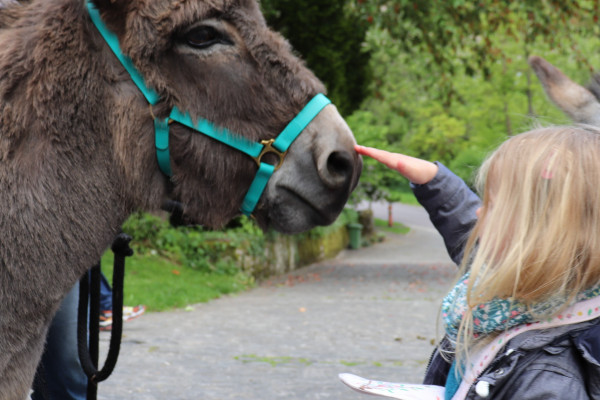 Randonnée avec des ânes (sur demande)