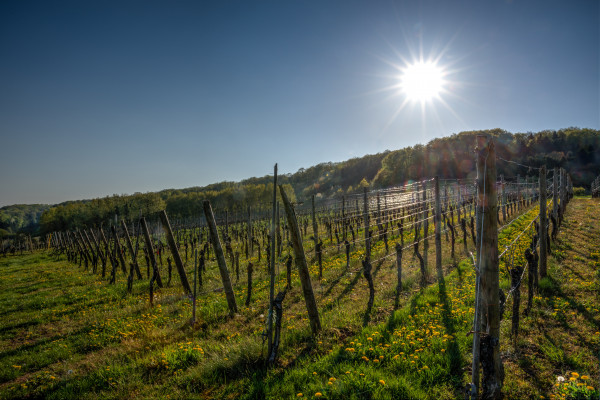 La vigne en fleur (dates fixes)