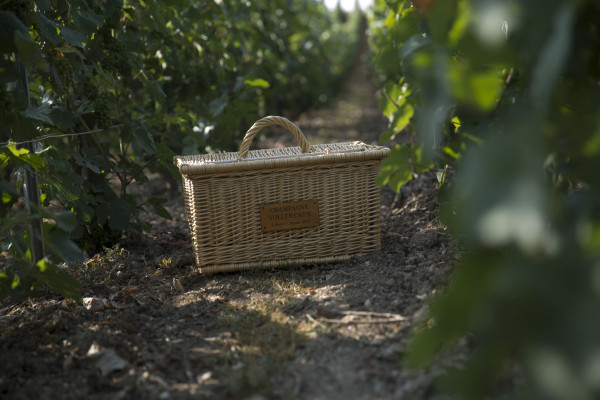Picnic in the vineyard (in english)