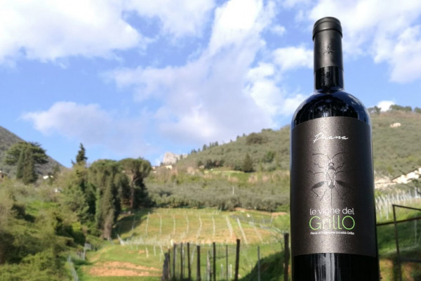 vino degustazione vigna versilia