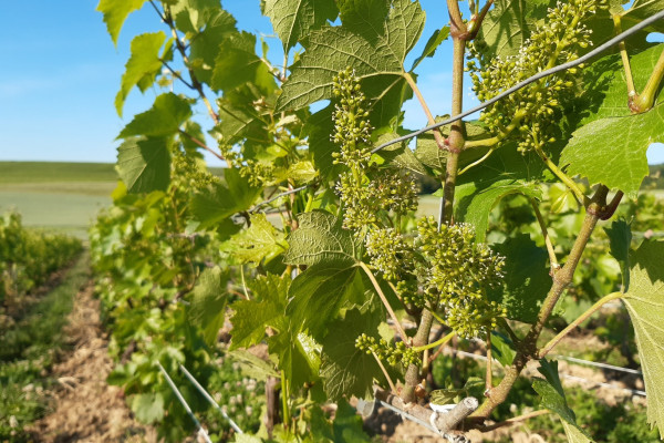 The agroecological viticulture at Champagne V&G Dupont