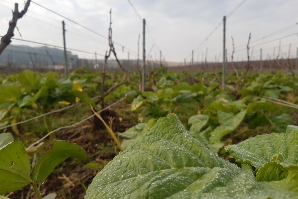 The agroecological viticulture at Champagne V&G Dupont