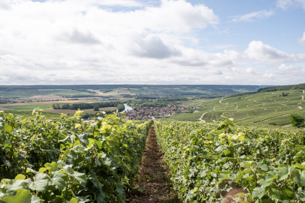Circuit découverte vigneron champagne & déjeuner depuis Reims (anglais)