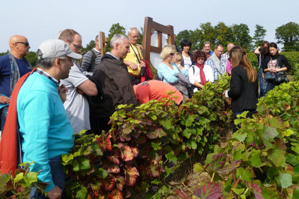 Le Sentier du Vigneron