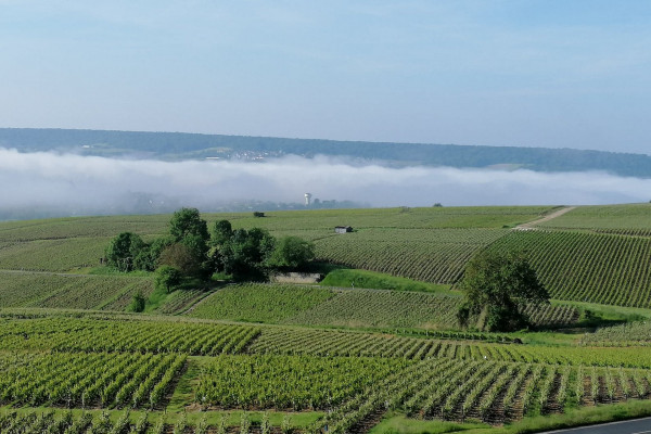 Champagne F-P ARNOULT Secrets of Champagne making  - EN