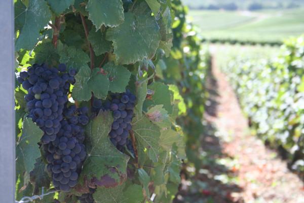 Champagne F-P ARNOULT Harvest cellar tour with tasting - EN