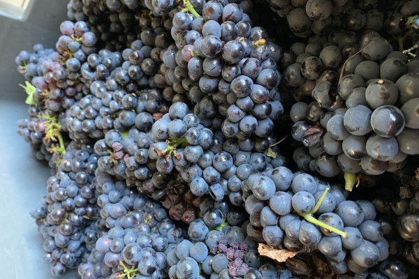 vendangeur d&rsquo;un jour au champagne Couvreur Philippart