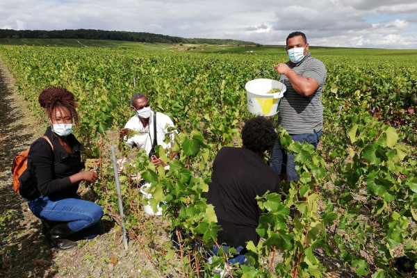 Vendangeur d’un jour au Champagne Alfred TRITANT