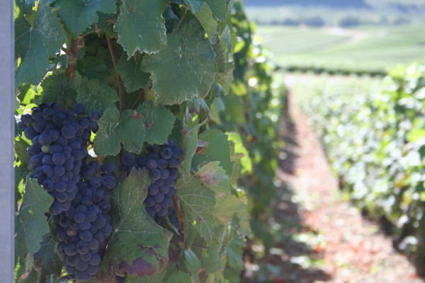 Champagne F-P ARNOULT Visite vendanges avec dégustation -FR