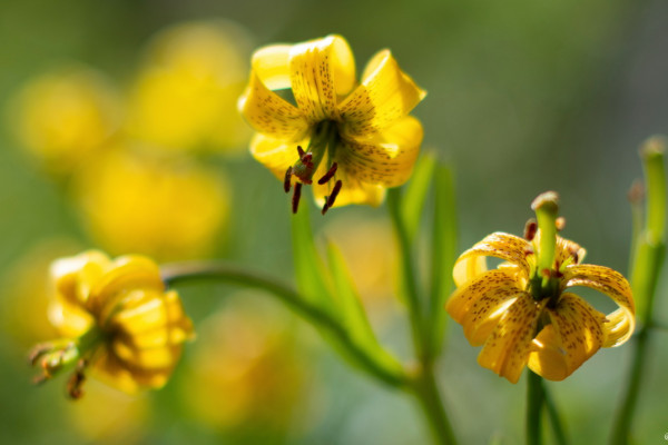 Faune et flore des Pyrénées