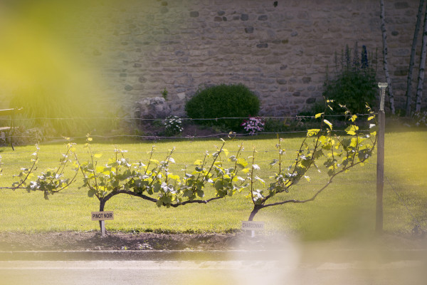Sabrage chez le vigneron !