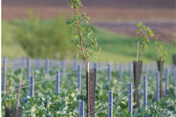 Visite dans nos vignes en agroforesterie & permaculture