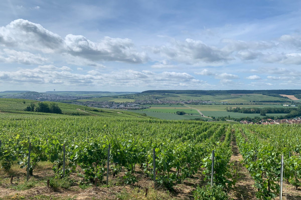 SEGWAY TOUR - BALADE DANS LES VIGNES HAUTVILLERS