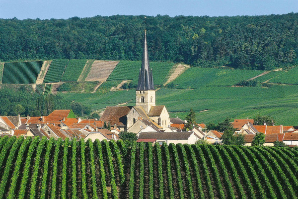 Tour en Petit Train Des Vignobles de Champagne + Visite de cave