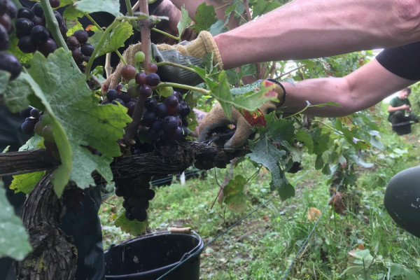 Tour en Petit Train Des Vignobles de Champagne + Visite de cave