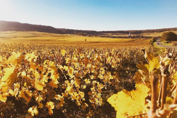 Tour en Petit Train Des Vignobles de Champagne + Visite de cave