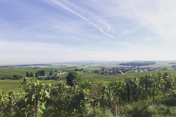 Tour en Petit Train Des Vignobles de Champagne + Visite de cave
