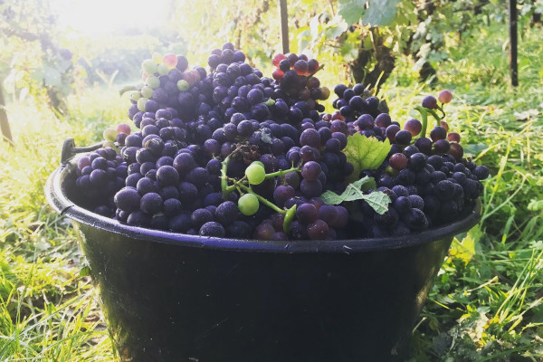 Tour en Petit Train Des Vignobles de Champagne + Visite de cave
