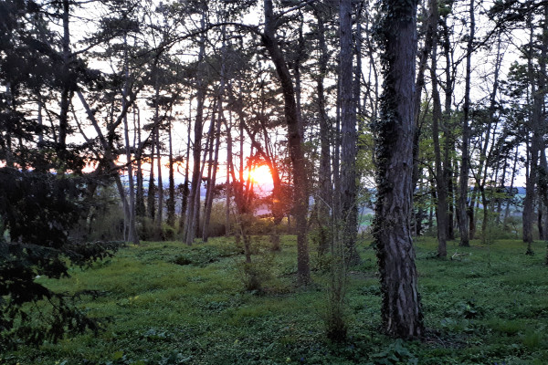 La Sunset / Safari au coucher du soleil.