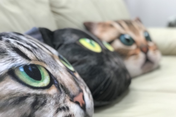 Operation Pussycat — Bild 2