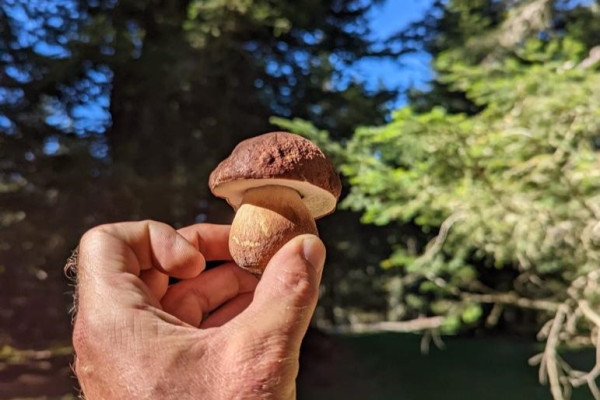 Terroir et gastronomie