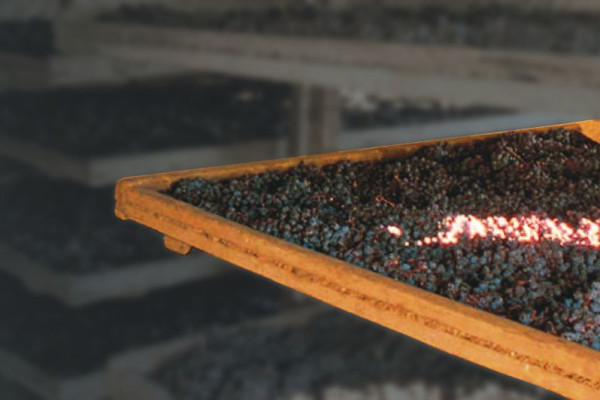 VERNACCIA NERA DI SERRAPETRONA DURING DRYING