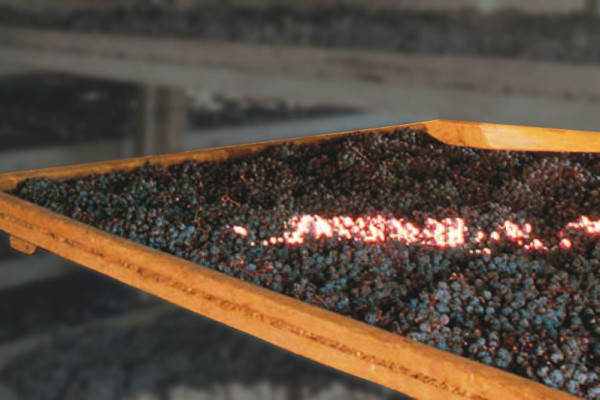 VERNACCIA NERA DI SERRAPETRONA DURANTE L'ESSICCAZIONE