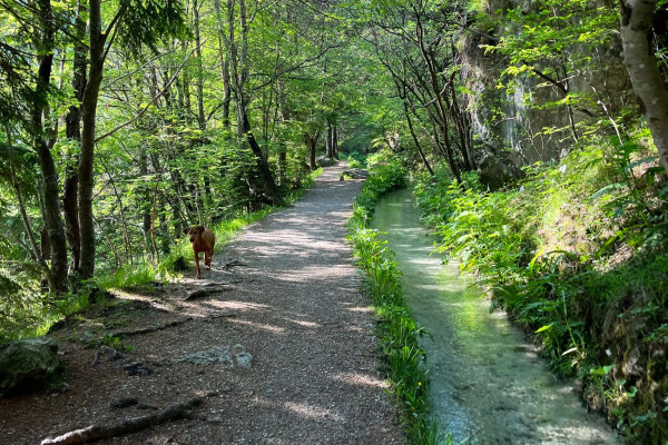 E-Bike Selavapiana | Andalo | Mmove