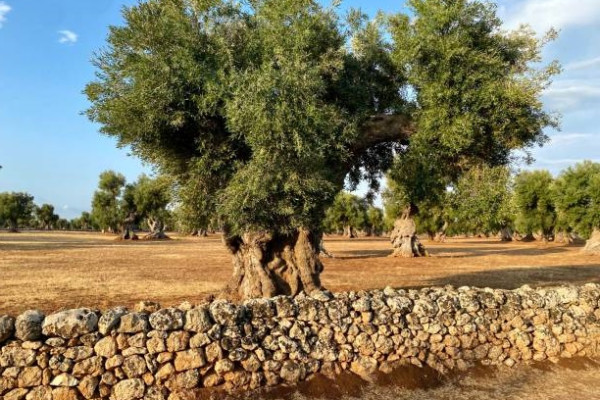 Degustazione Esclusiva di Olio Extravergine in Masseria