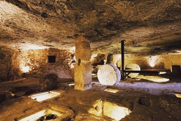 Exclusive Extra Virgin Olive Oil Tasting at a Masseria