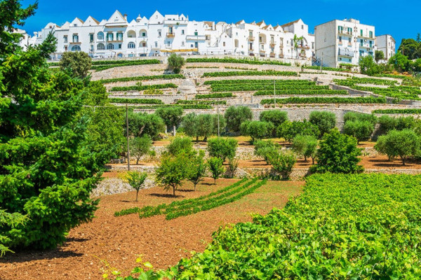 Authentic Routes: Locorotondo, Cisternino & Ostuni con Pick-Up da Bari