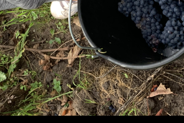 vendangeur d&rsquo;un jour au champagne Couvreur Philippart