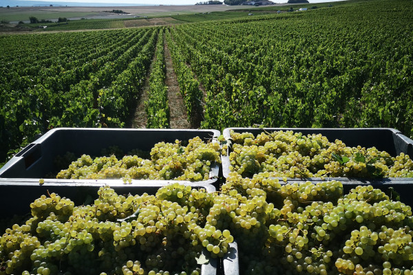 Vivez les vendanges en Champagne