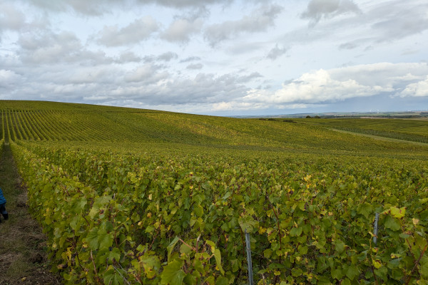 Dégustation 1 cuvée dans le vignoble – Nogent l&rsquo;Abbesse