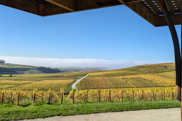 Dégustation 1 cuvée dans le vignoble – Nogent l&rsquo;Abbesse