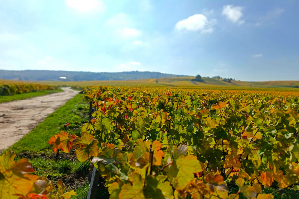 E-bike tours – Découvrez le vignoble de Champagne à vélo