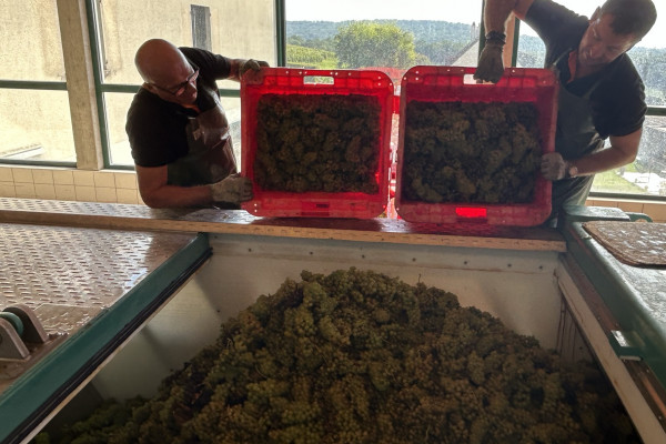 Visite & dégustation de Champagne à Trigny