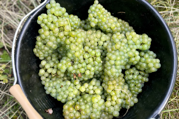 Masterclass 2 – Les secrets du Chardonnay FR
