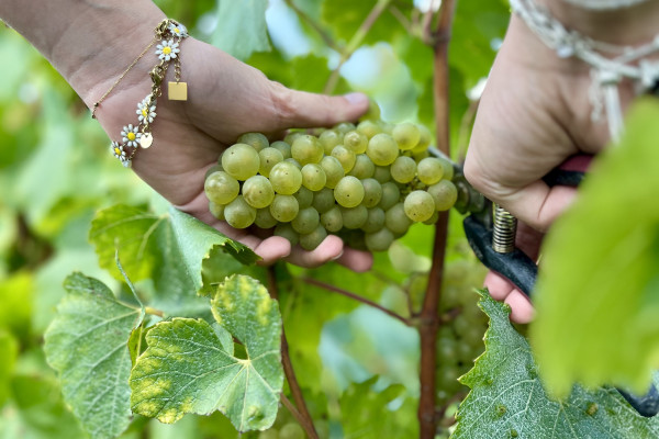 Masterclass 2 – Les secrets du Chardonnay FR