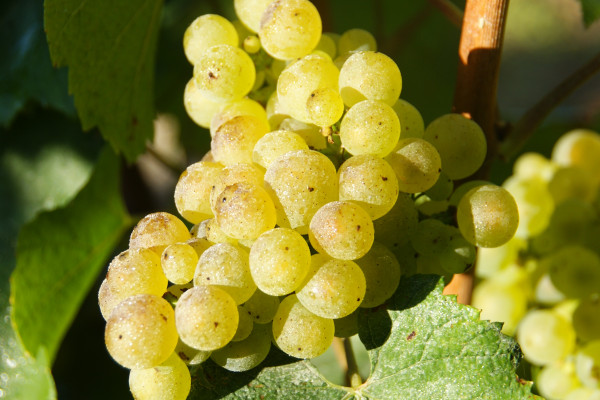 Masterclass 2 – Les secrets du Chardonnay FR