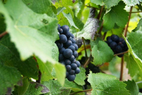 Masterclass 3 – Les secrets du Pinot Noir FR