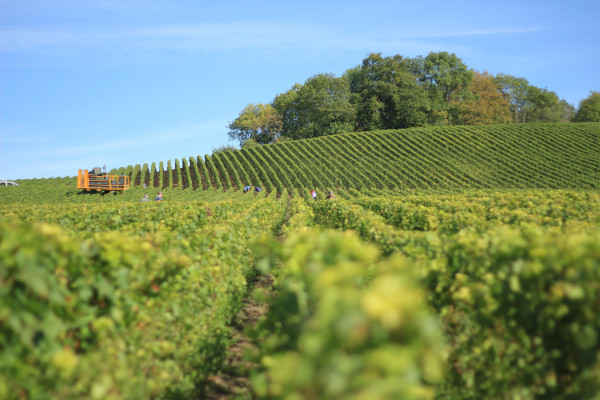 Circuit L&rsquo; Echappée Nature 100% Vignerons depuis Epernay