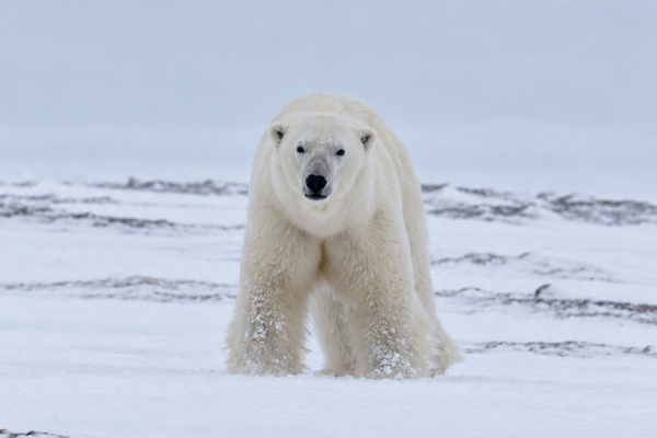 SVALBARD – TOUR IN MOTOSLITTA | Longyearbyen | Mmove