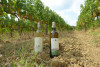 Maxi Wine Tour
