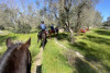 Escursione a cavallo: passeggiando lungo la Via Francigena