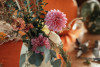 25 ottobre - Zucche fiorite