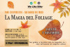 La Magia del Foliage